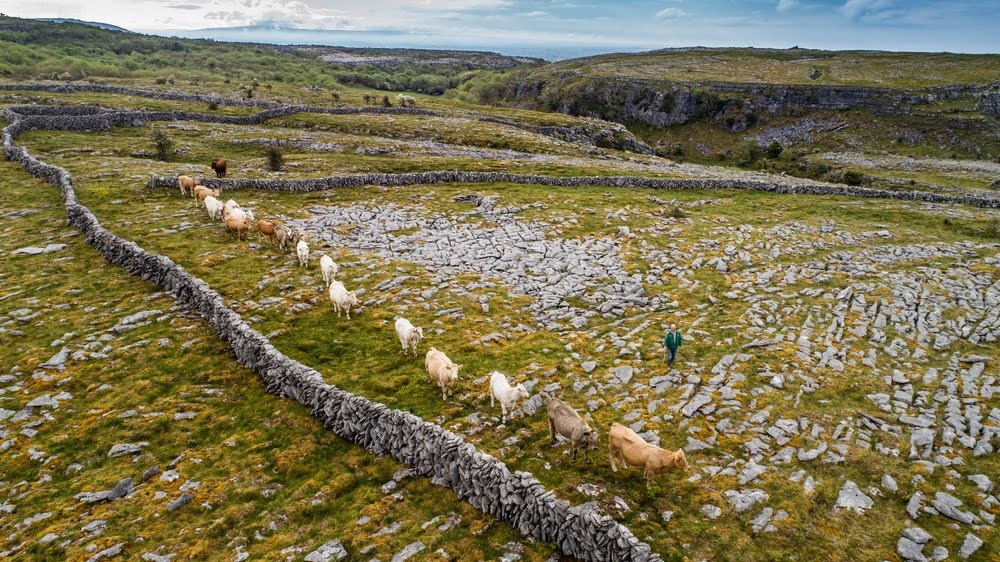 Burren Cattle Drive The Burren